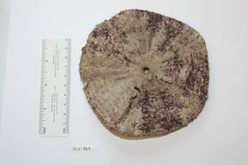 Media type: image;   Invertebrate Zoology ECH-964 Description: Preserved specimen.;